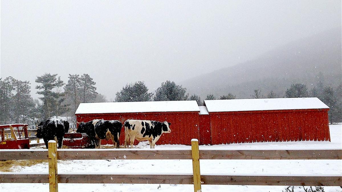 vaci-ferma-iarna_20474300