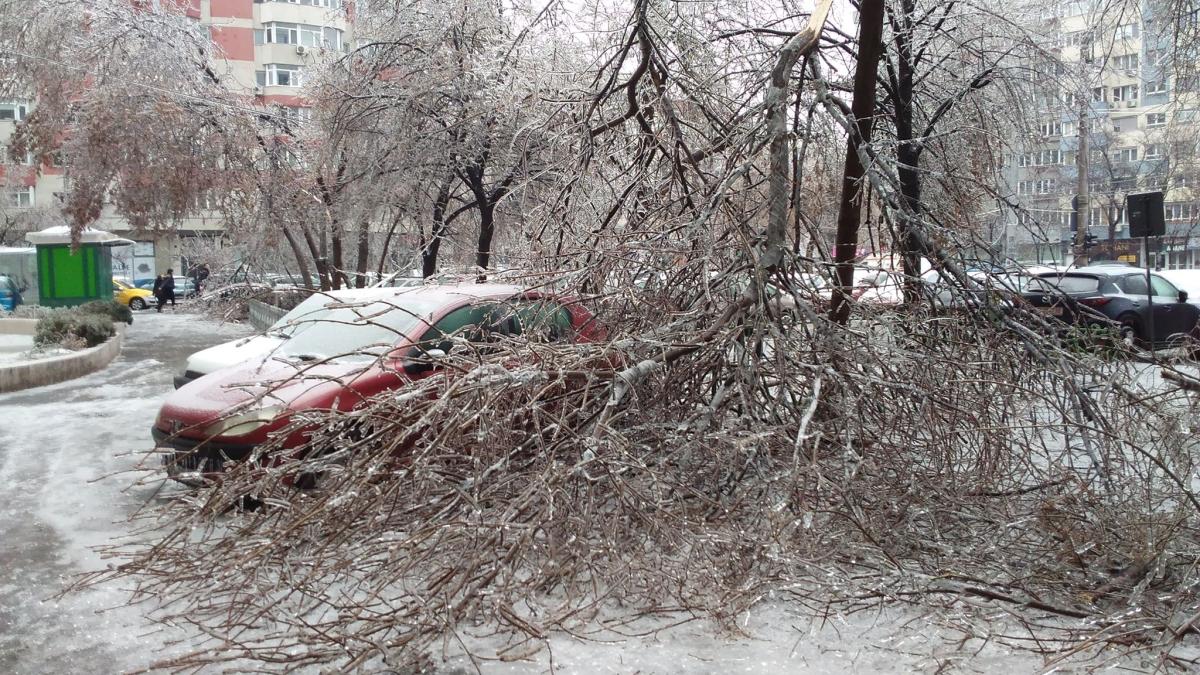 copaci-cazuti-1_45729500