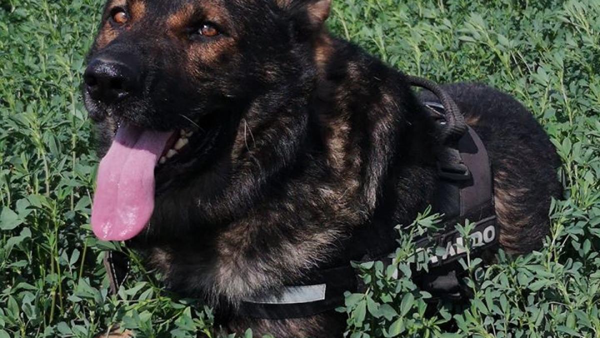 aldo_cainele_politist_43940300