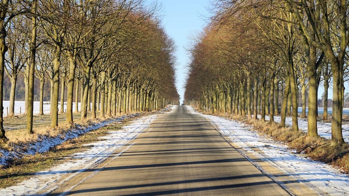 meteo_copaci_iarna_parc_vremea_pxb_42254700