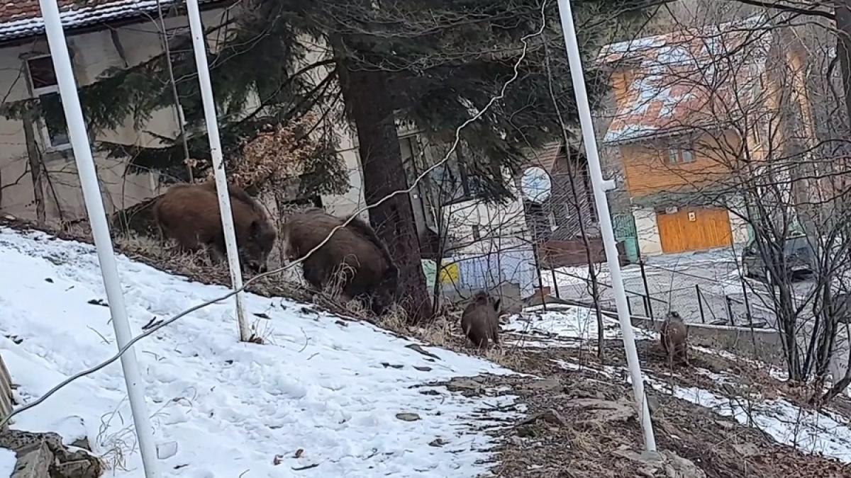 mistret_sinaia_cpv_10993700