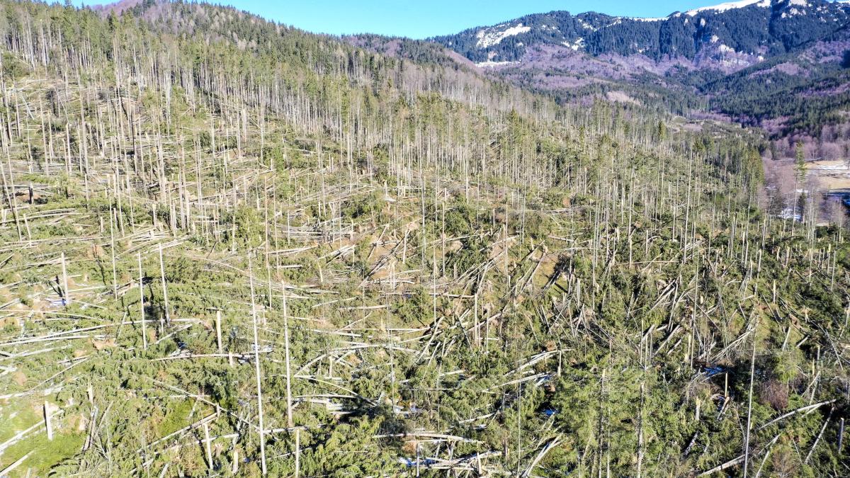 foto_romsilva_doboraturi_1_35755900