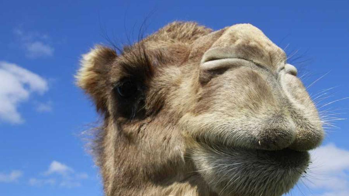 camila_buze_83887200