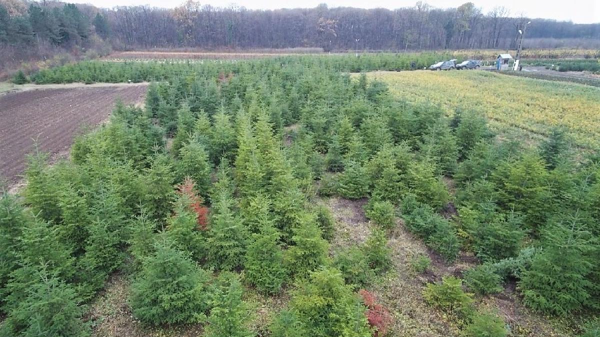 impaduriri_pepiniera_romsilva_cpv_49083300