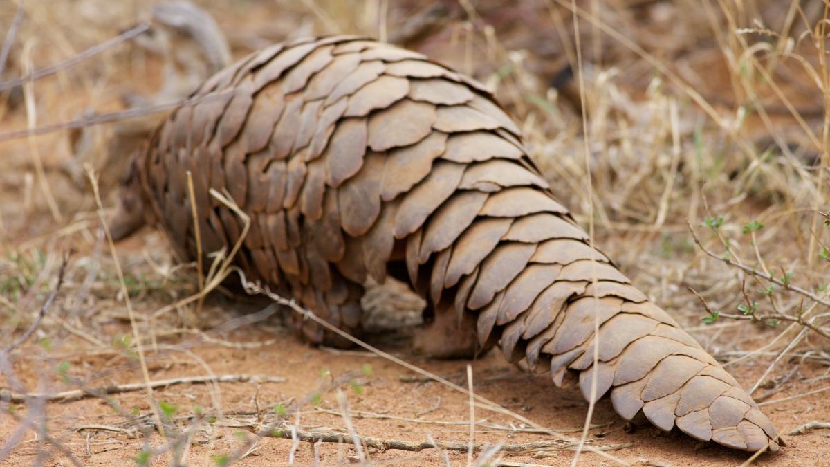 pangolini_12206100