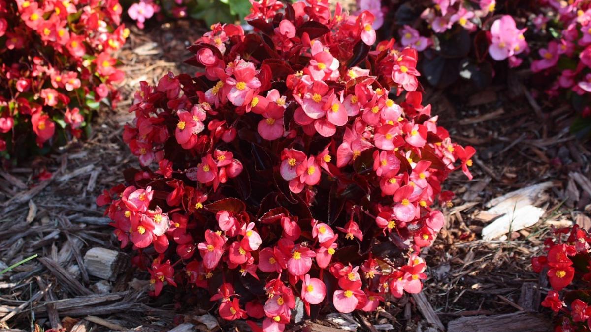 begonia-13499_1280_35143200