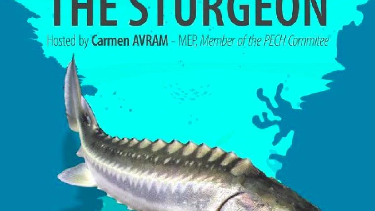 saving_the_last_eu_dinosaur_the_sturgeon_1_10074000