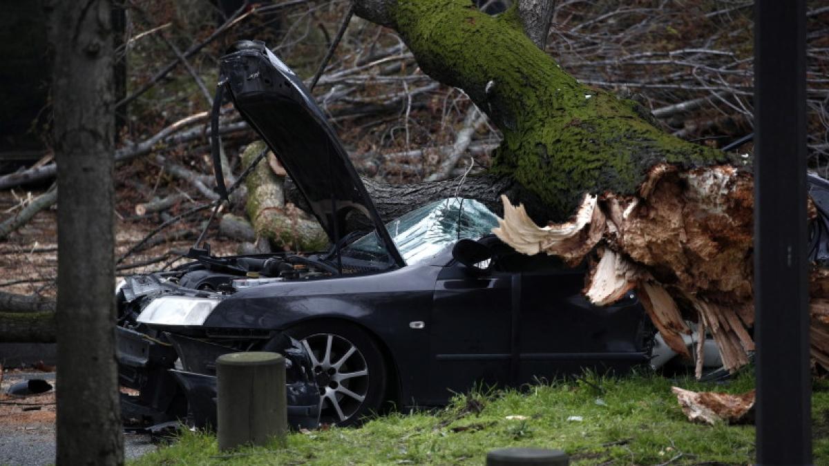 copac-cazut-pe-masina_71741600