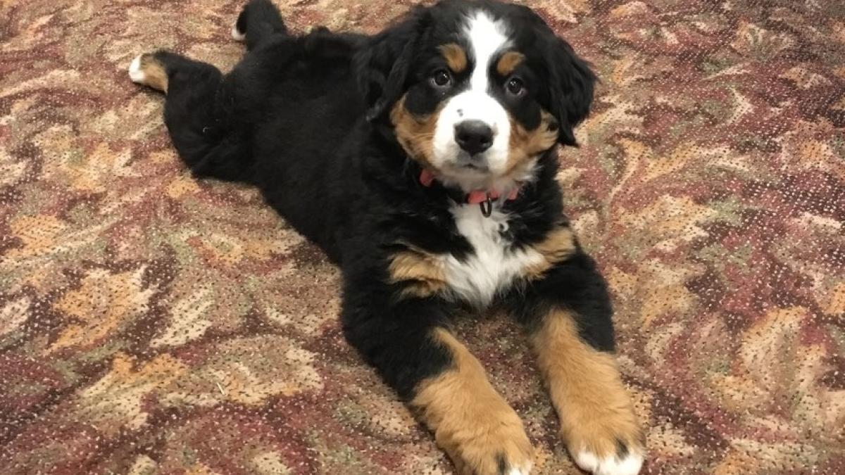 mochi_bernese_caine_terapie_37527800