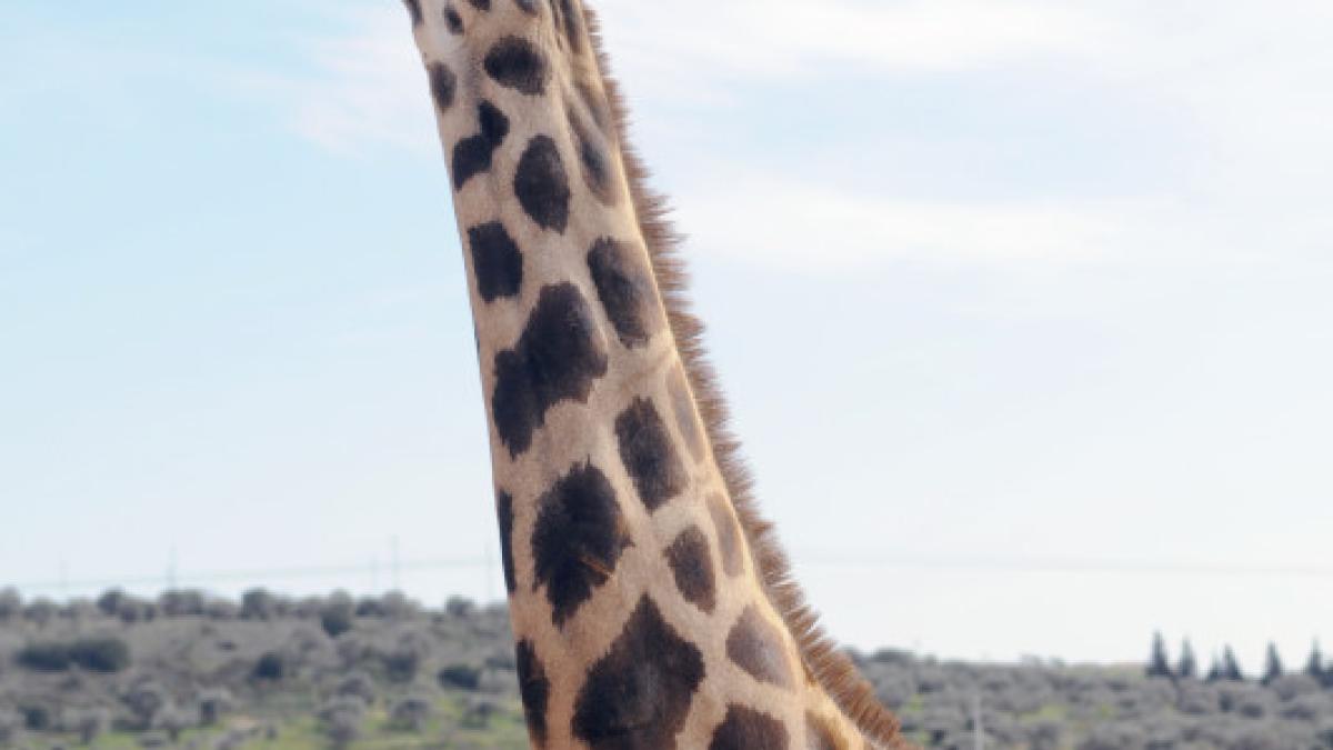 girafe_braconieri_kenya_47360000