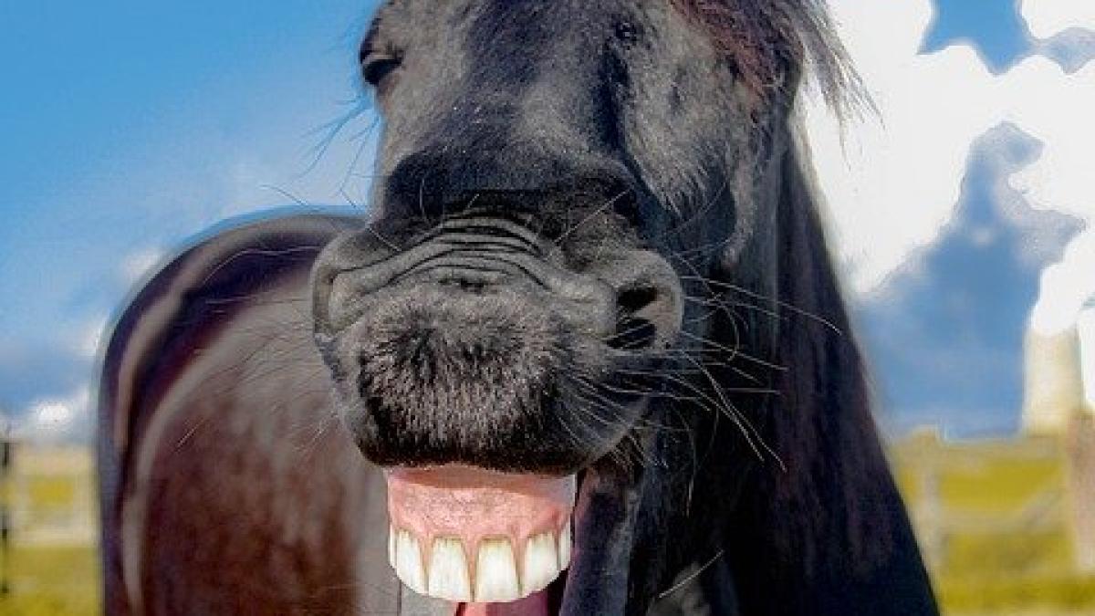 horse-1844792_640_40008900