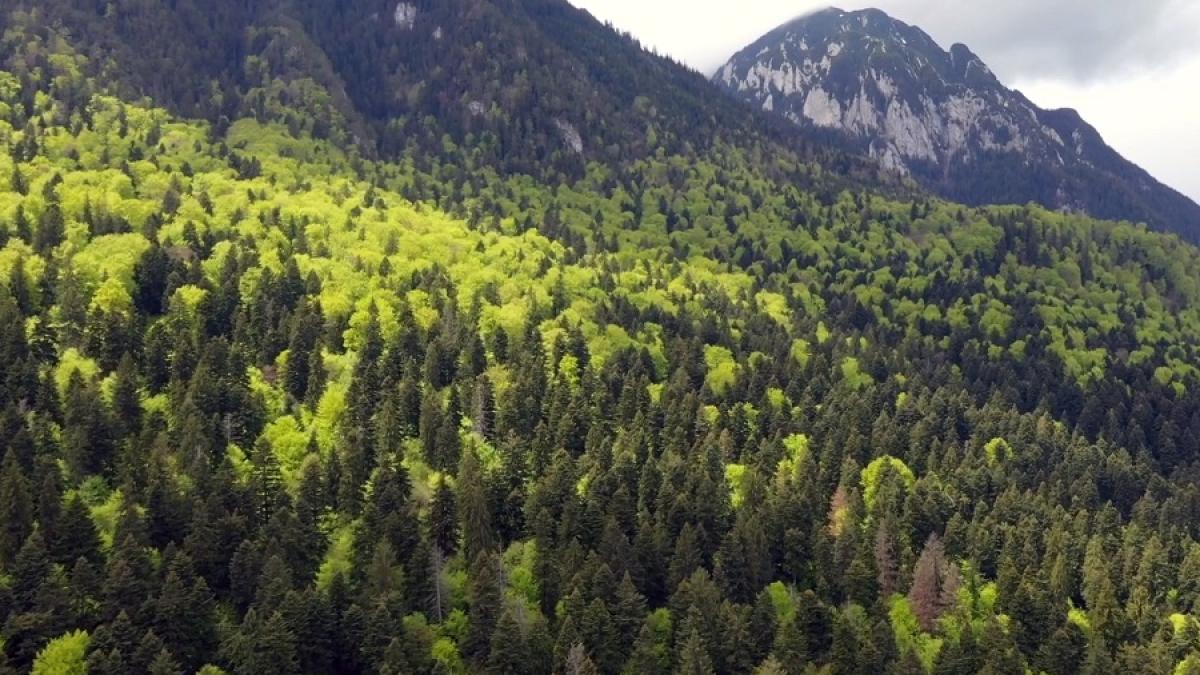 padure_copaci_brazi-piatra_craiului_cpv_66832700