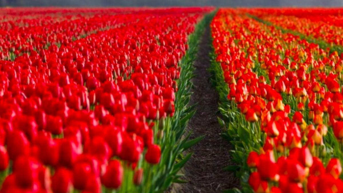 floricultura_olanda_prabusire_55275900