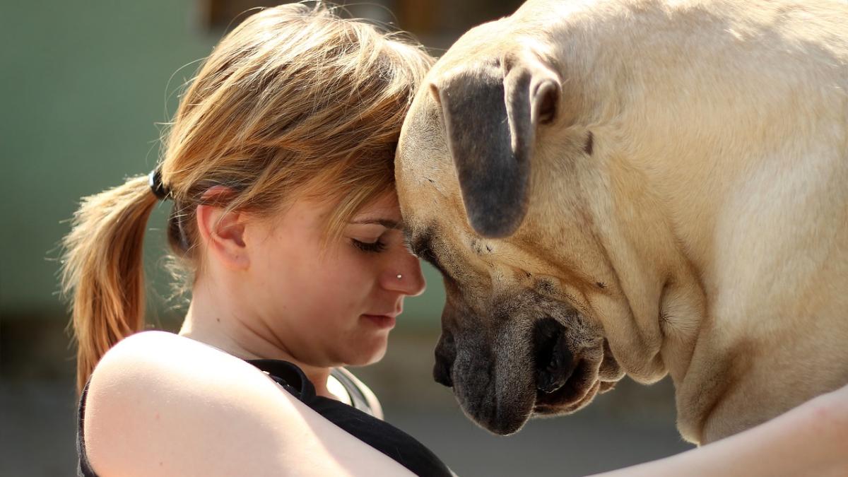 animal-companie_32488100