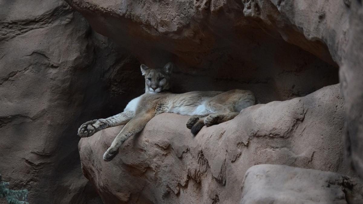 puma_animal_salbatic_pxb_03665900