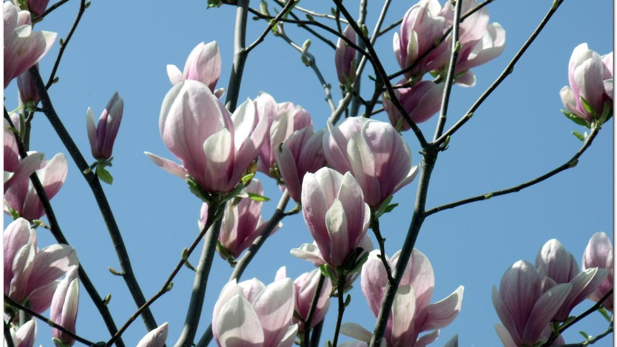magnolie_85740400