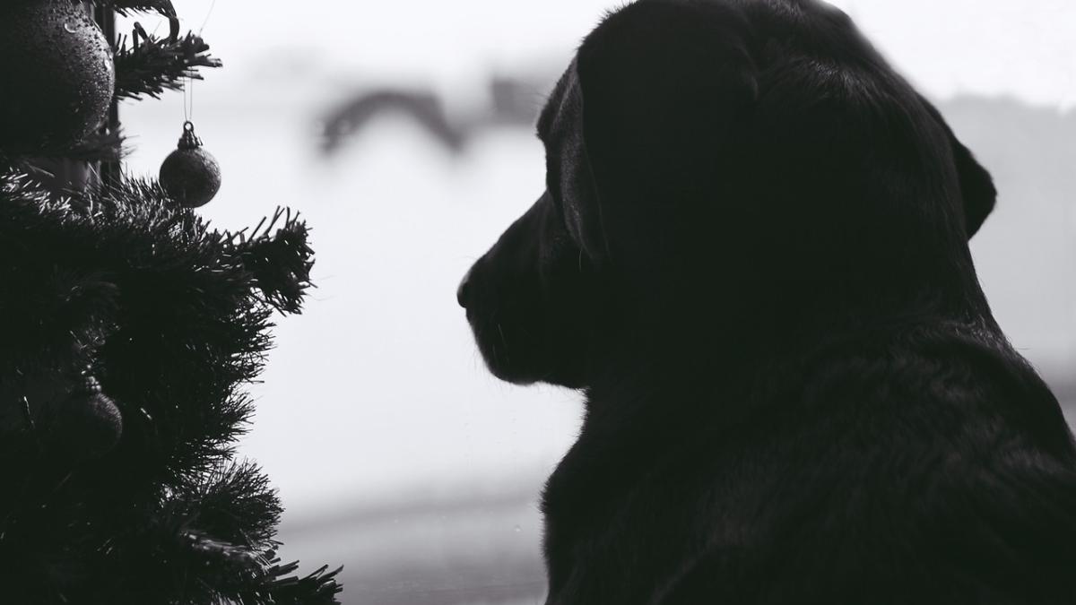 caine-tristete_21915700