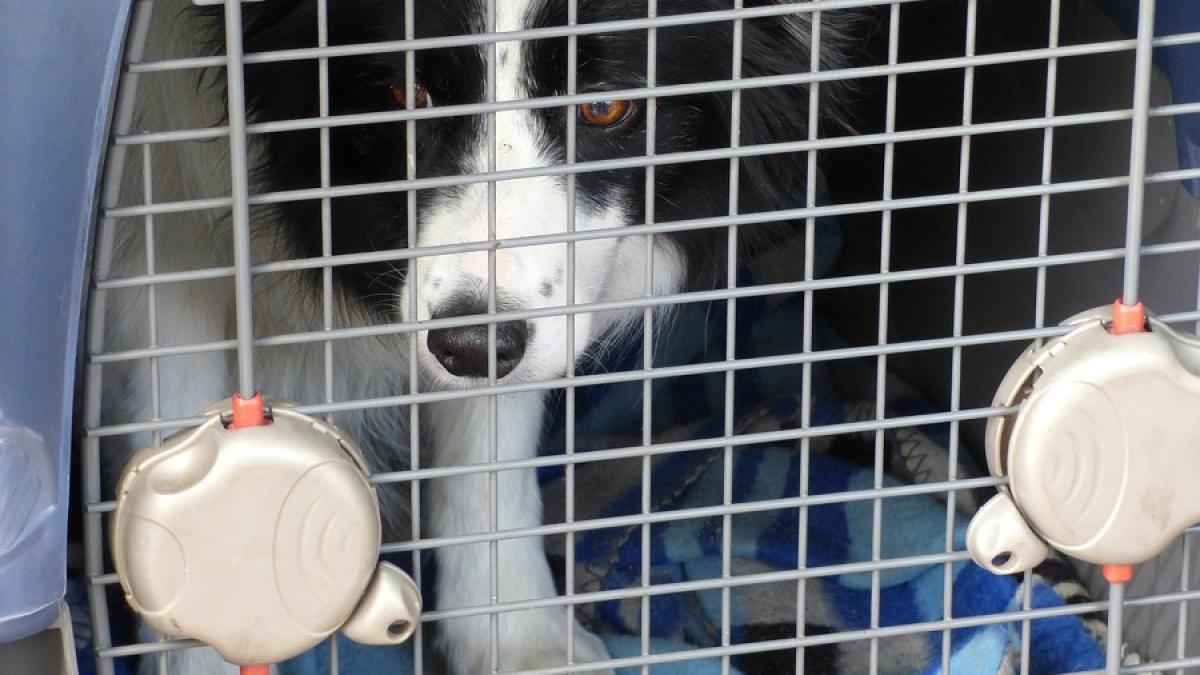 caine_cusca_pxb_70161300