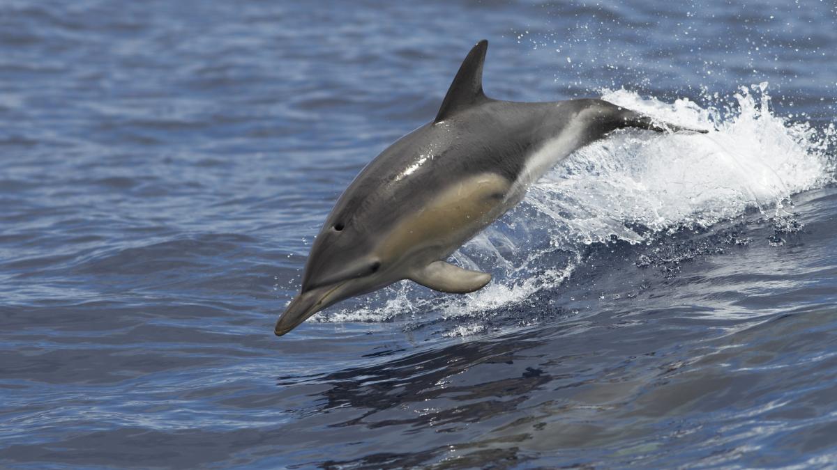 delfini_in_mare_73142900