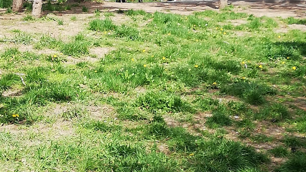 tanar-joaca-parc-indestructibili_83374200