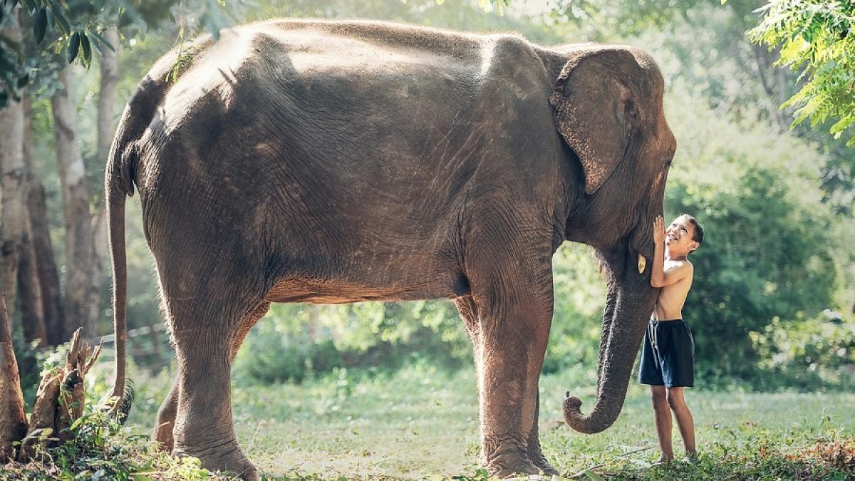 elefant_padure_copil_pxb_69477600