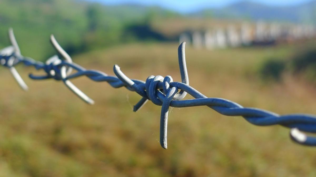 sarma_ghimpata_interzis_pxb_23510100