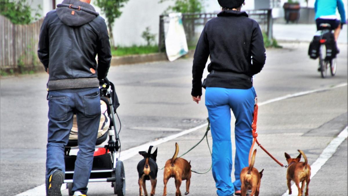 animale-companie_85467900