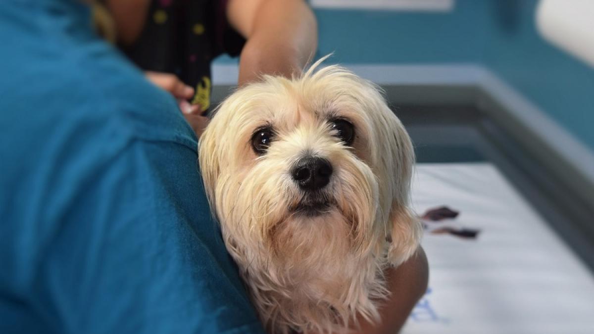 catel_veterinar_animal_caine_pxb_10395900