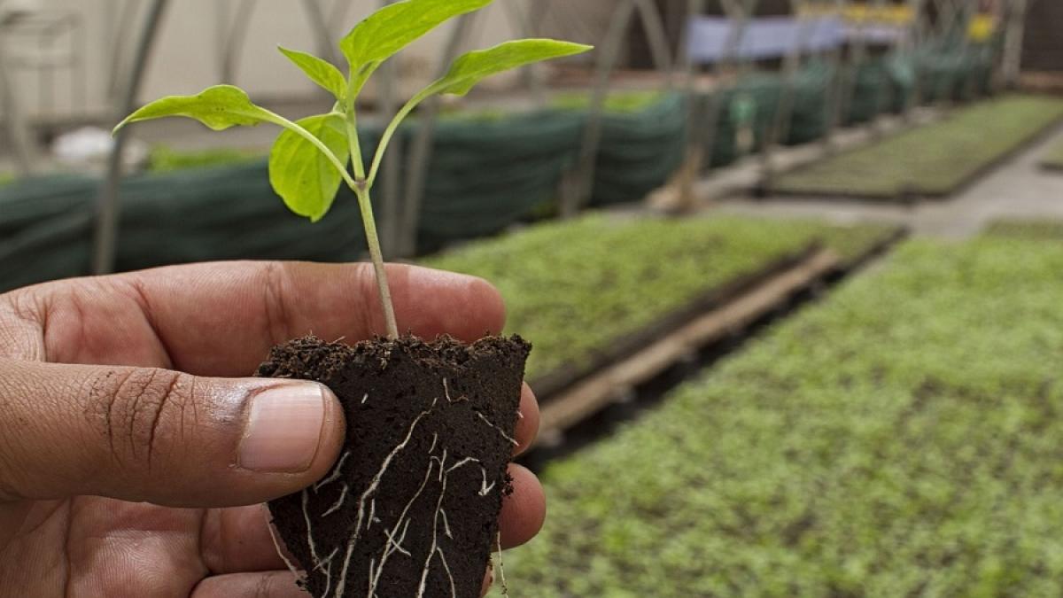 sera_agricultura_legume_pxb_70534800