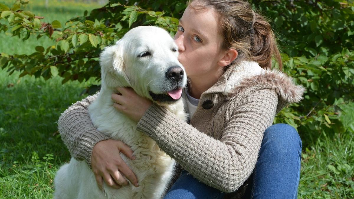 caine-retriever-stapan-proprietar-pxb_98863200