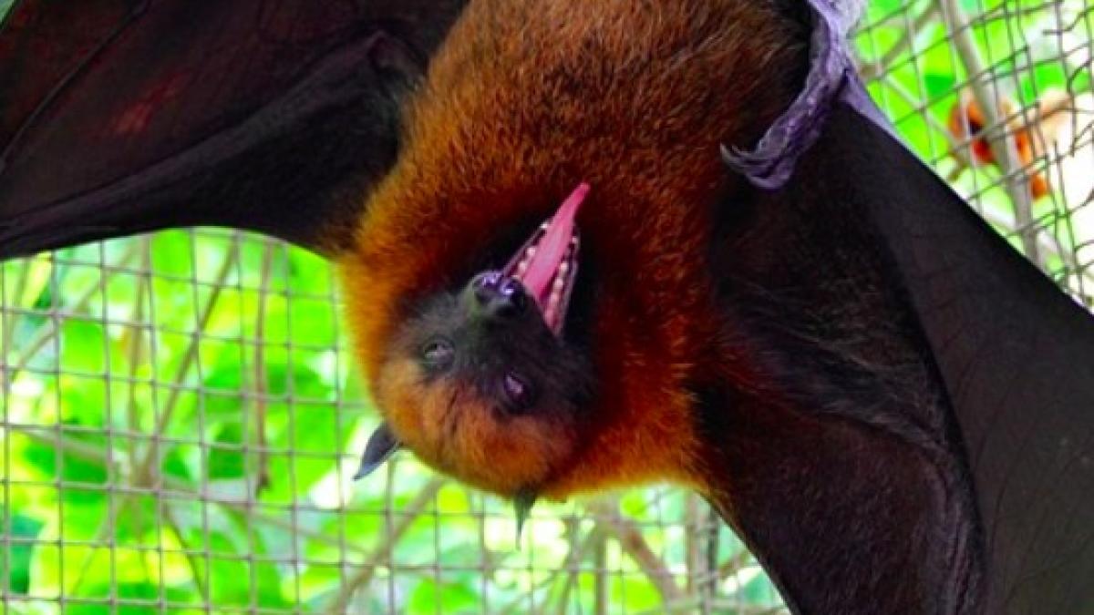 lilieci_coronavirus_37992500