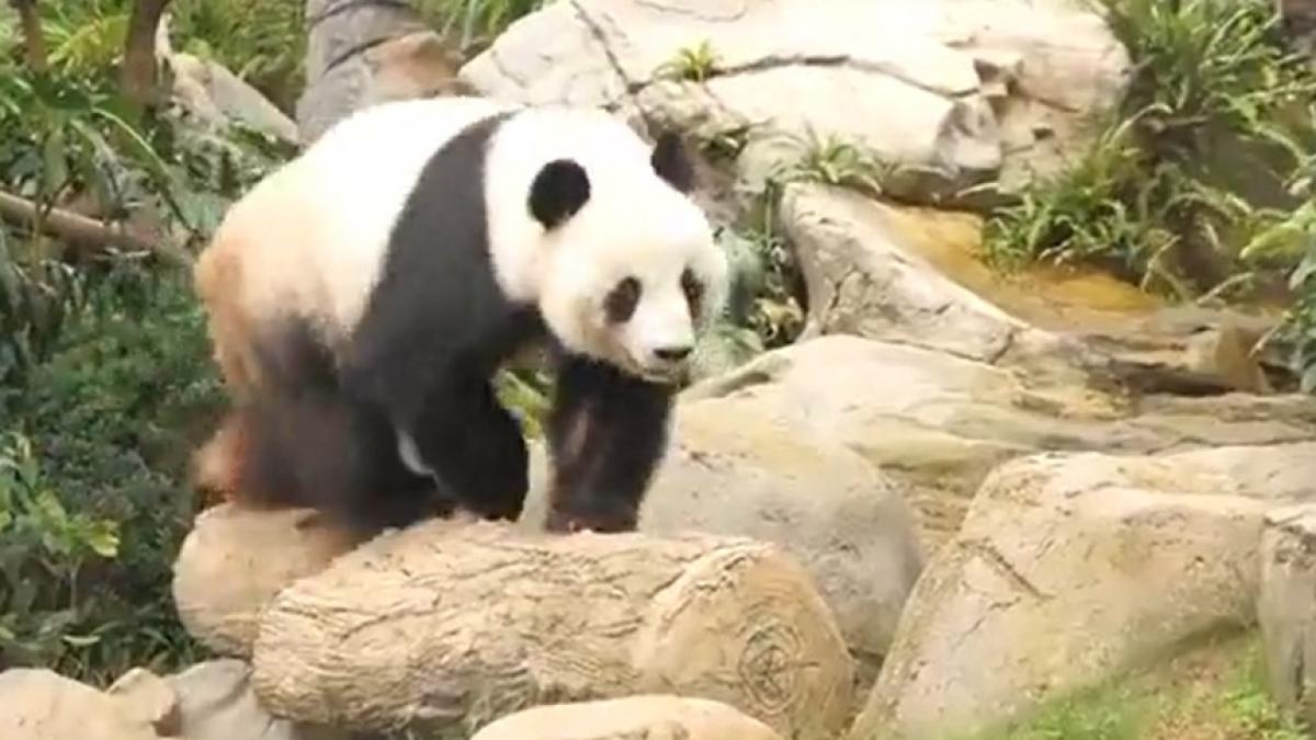 ying_ying_lee_lee_24472500