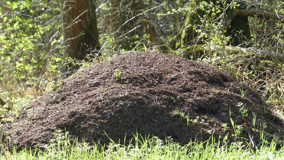 musuroi-furnici-tesla-pxb_40342700