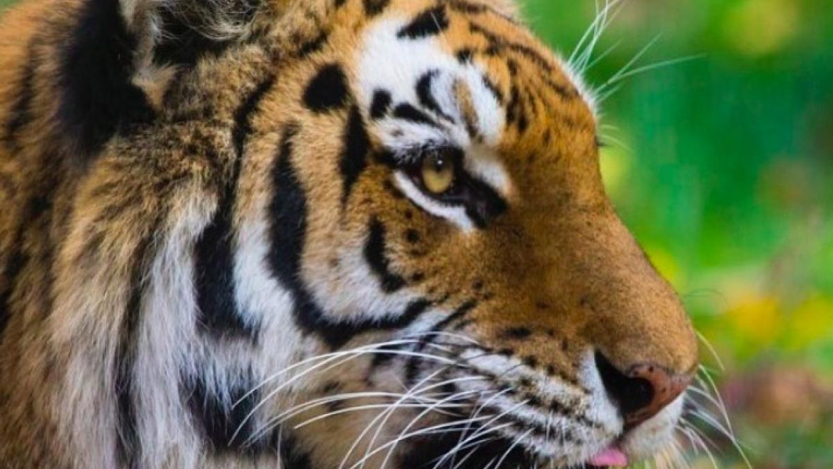 tigru_malaezian_new_york_45839700