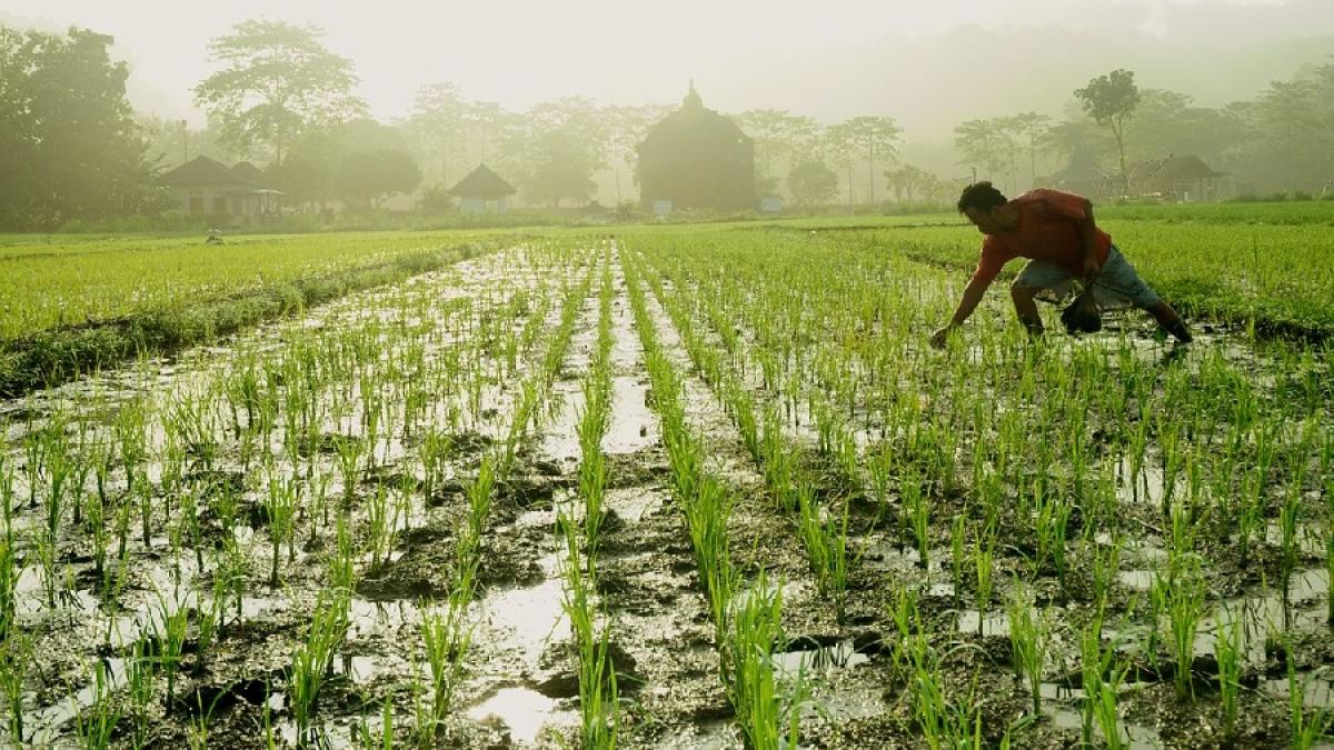 cultura-orez-pxb_08648500