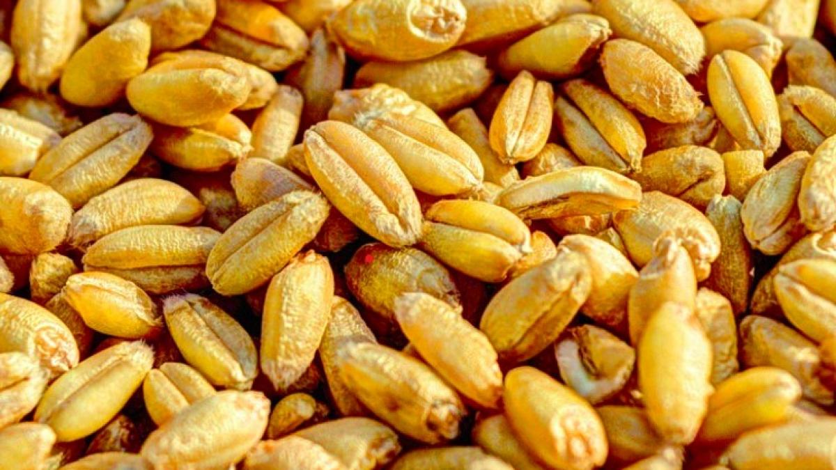 grau_export_36125200