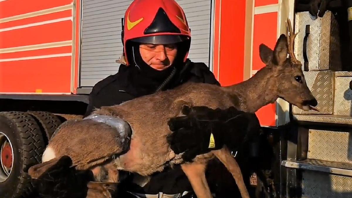 pompieri-caprioara-salvare-isu-arges-fb_80996400