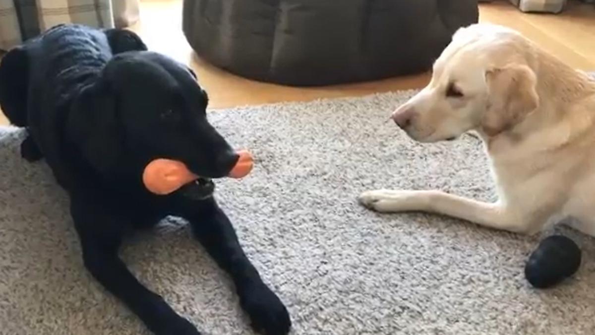 andrew_cotter_labradori_11774100