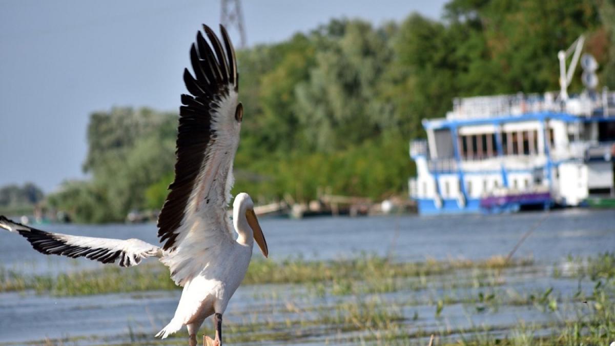 delta_dunarii_smarc_barza_94750700