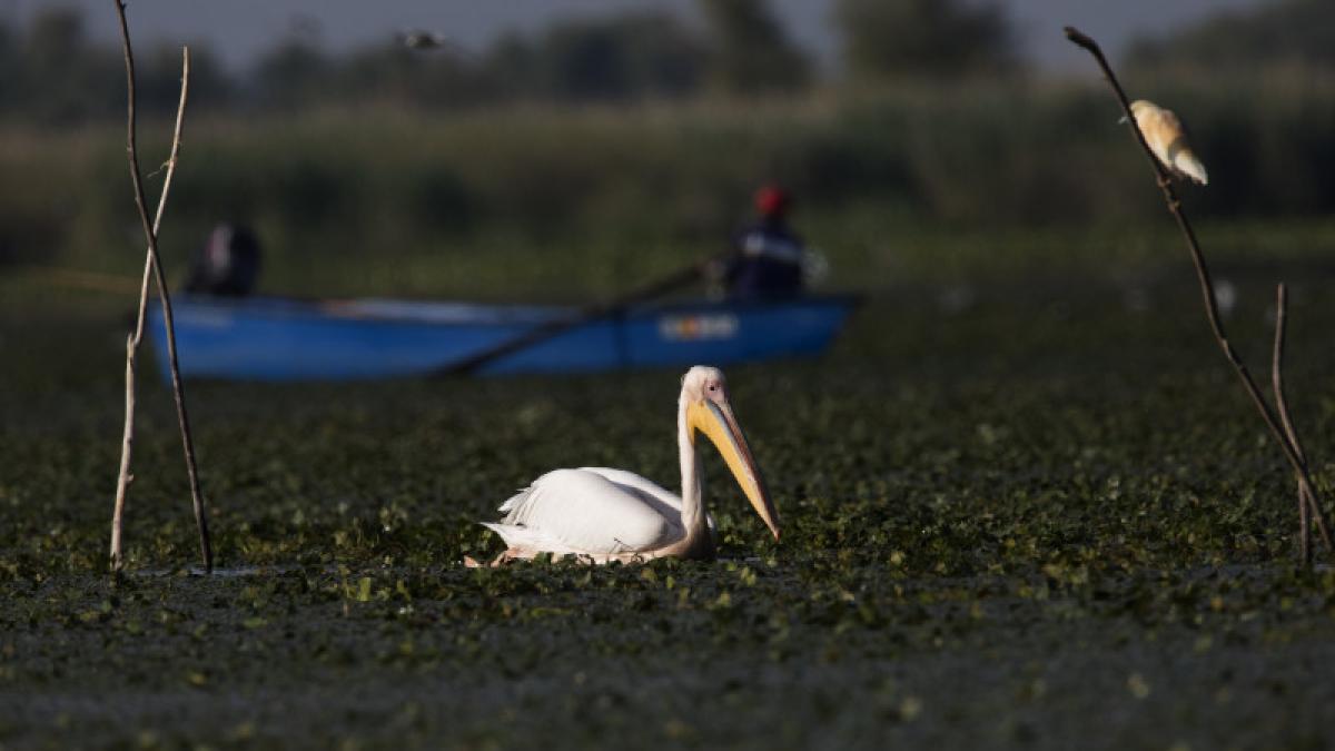 pelican-delta-dunarii_59064100