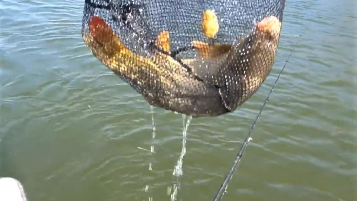 adevarul din delta dunarii afara nimeni nu accepta este foarte clar ce se intampla