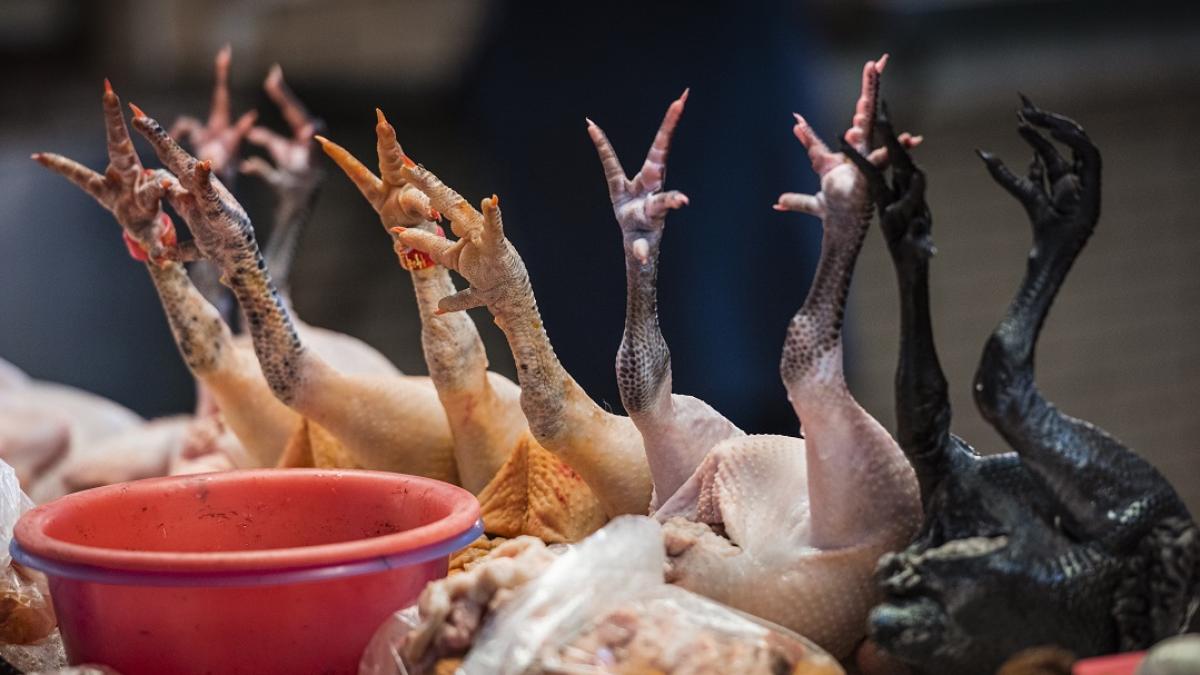 day_34_asia_express_3_dof2137_diana_oros_33160700