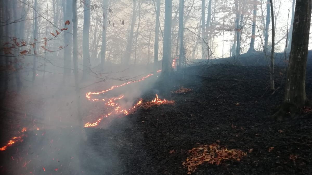 incendiu-vegetatie-vladeni_97419700