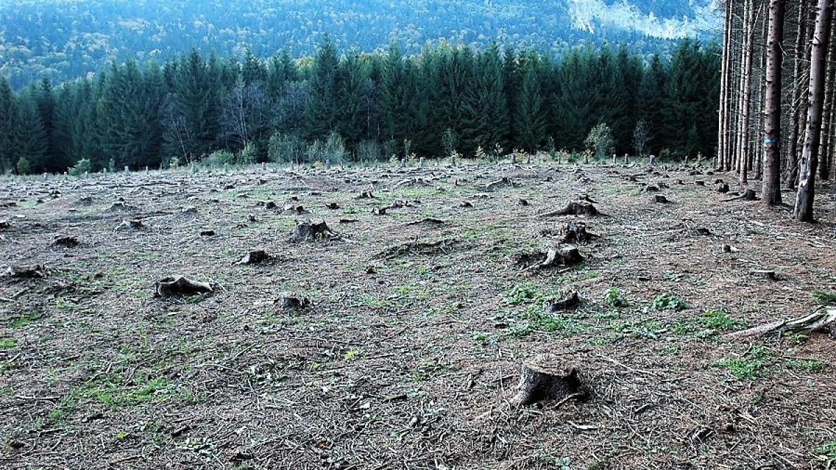 padure_taiata_defrisari_fb_29305300