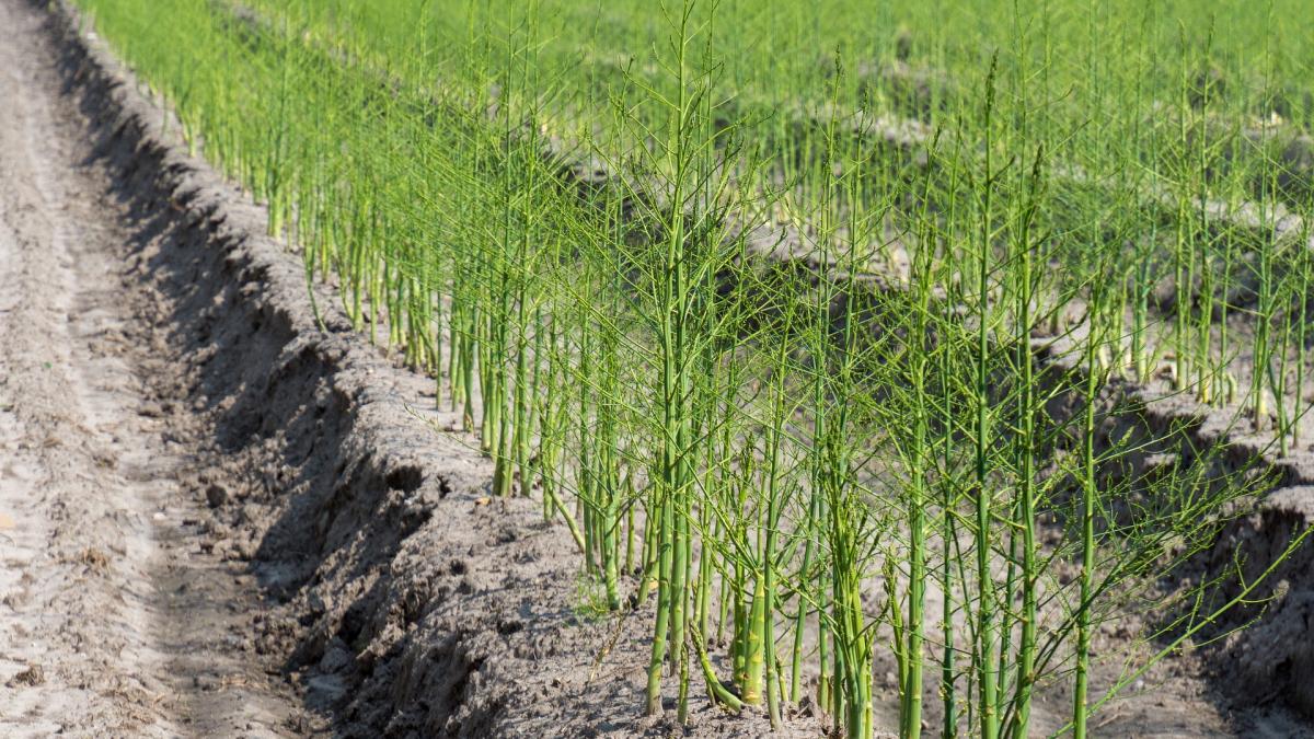 sparanghel-asparagus_13483600