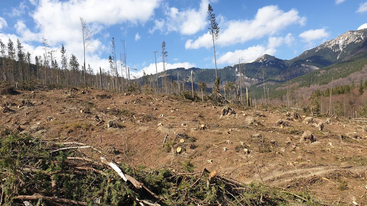 padure-copaci-taiati-rupti_27001100