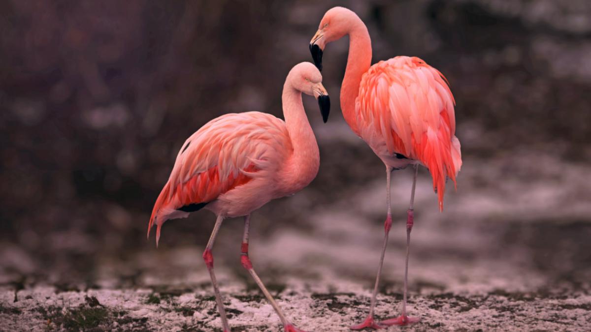 pasari-flamingo_52689500