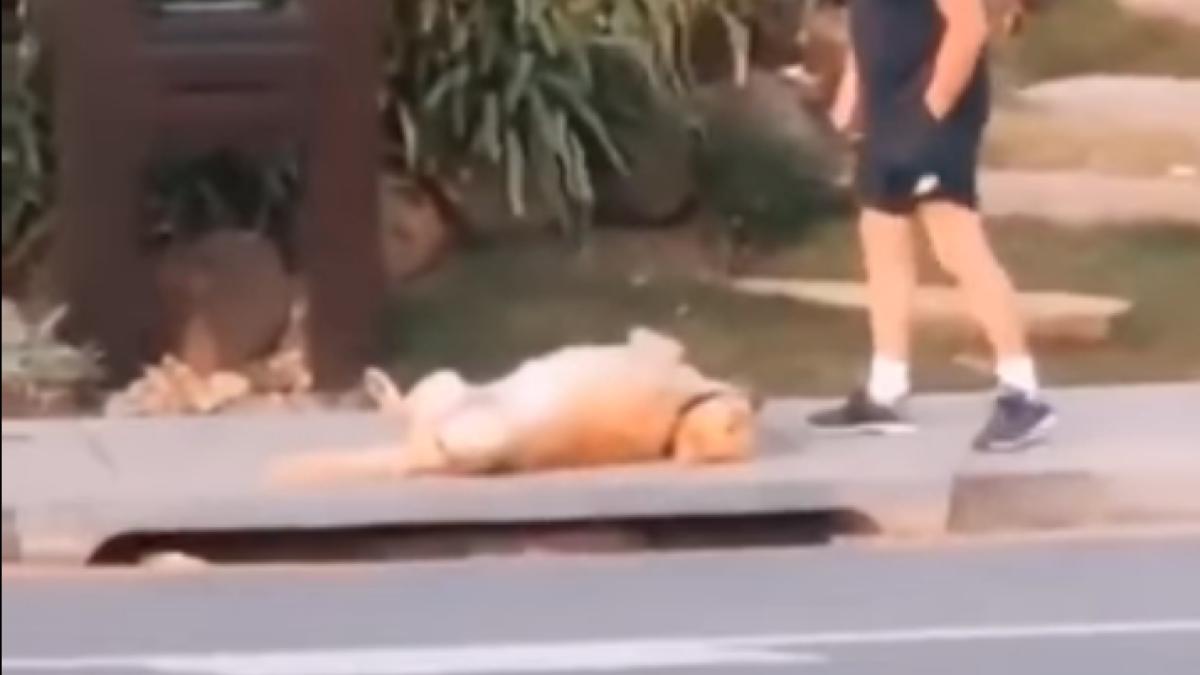 screenshot-2020-04-20-at-17-56-38_42869100