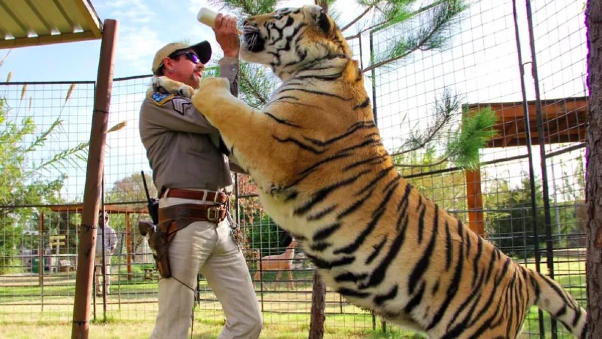 regele_tigrilor_netflix_83879500