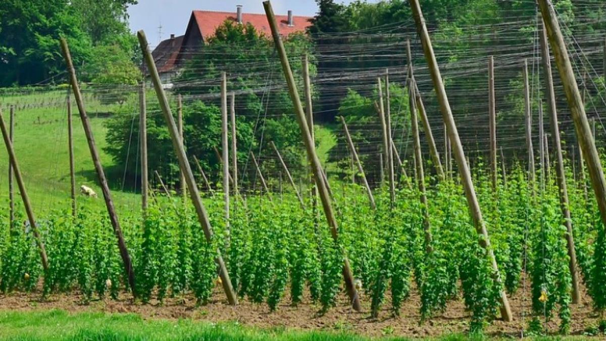 agricultura_germania_hamei_11773100